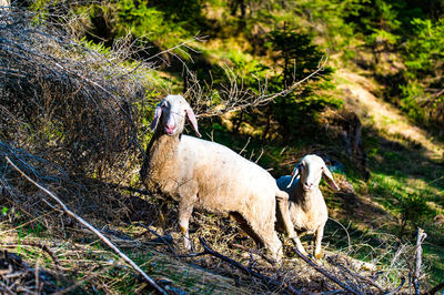 View of two dogs on field