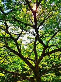 Low angle view of tree in forest