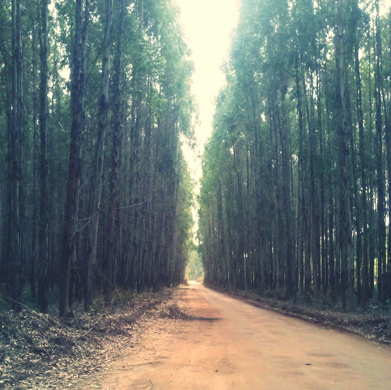 tree, the way forward, diminishing perspective, vanishing point, tranquility, dirt road, forest, treelined, road, tranquil scene, growth, nature, tree trunk, transportation, footpath, beauty in nature, empty road, scenics, woodland, day