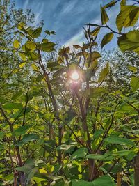 Sunlight streaming through tree