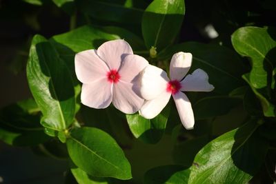 Close-up of white flowers