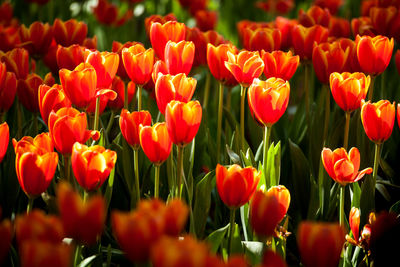 Close-up of red tulips in field