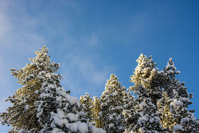 Low angle view of snow covered tree against sky