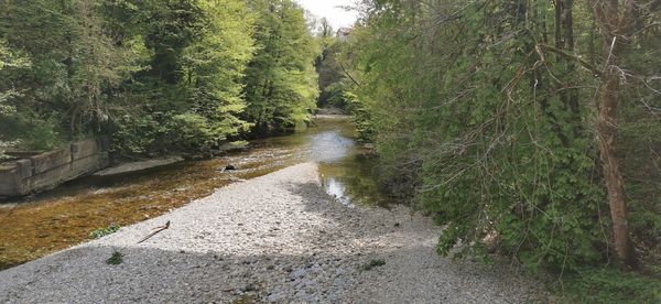 Road amidst trees in forest