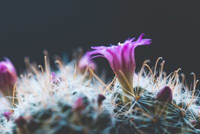 Close-up of pink crocus flowers on field