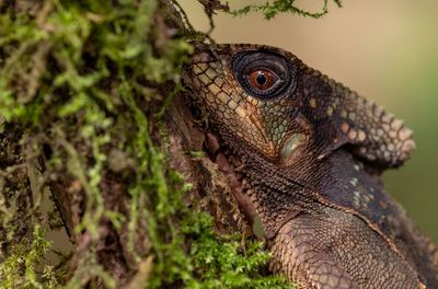 Close-up of lizard on plant 