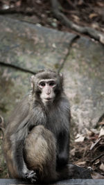 Close-up of monkey