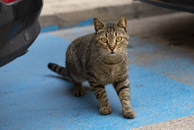 pet