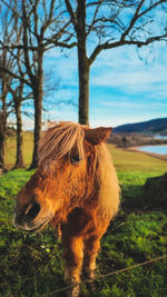 Horse standing on field