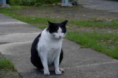 Portrait of cat sitting on street