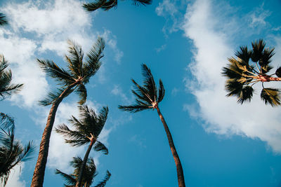 Low angle view of coconut palm trees against sky