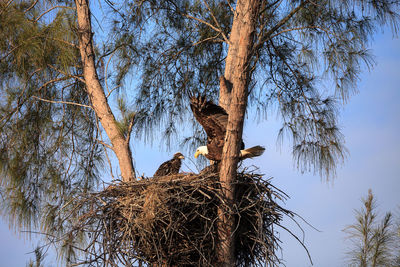 Low angle view of bird nest on tree against sky