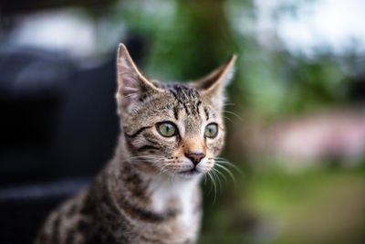 Close-up portrait of a cat