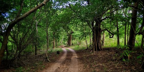 Dirt road amidst trees in forest