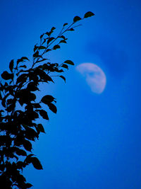 Low angle view of silhouette tree against clear blue sky