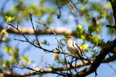 Bird perching on a tree