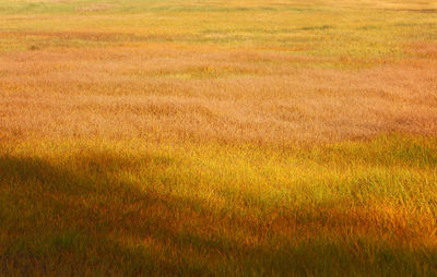 Full frame shot of agricultural field