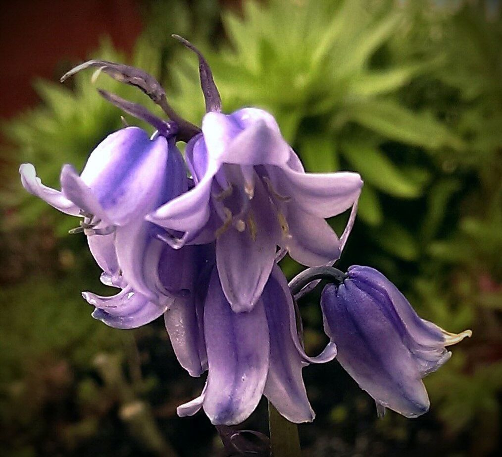 Blue bells