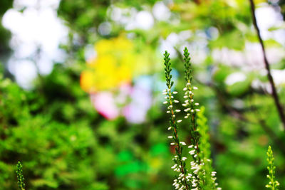 Close-up of wet flowering plant