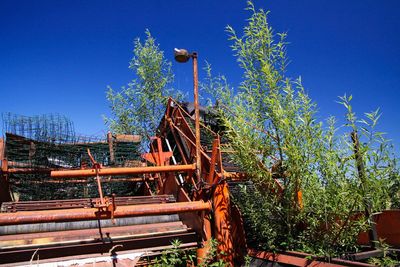 Low angle view of trees against blue sky