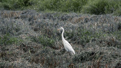 Side view of a bird on field