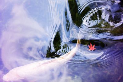 View of fish swimming in lake