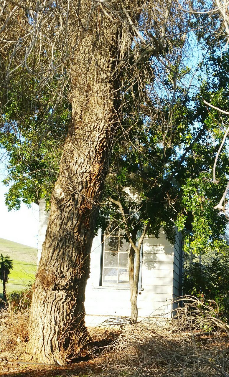 tree, architecture, built structure, building exterior, growth, house, plant, tree trunk, arch, window, low angle view, branch, day, ivy, sunlight, nature, old, no people, outdoors, green color