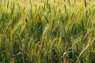 Full frame shot of wheat field