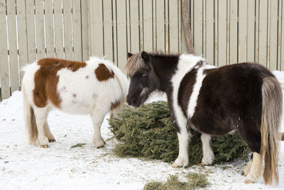 Two stout adult miniature horses eating felled evergreen tree in winter in petting zoo