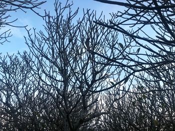 Low angle view of bare tree against clear sky