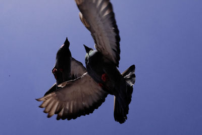 Low angle view of a bird flying