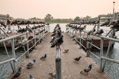 Pigeons perching on a city