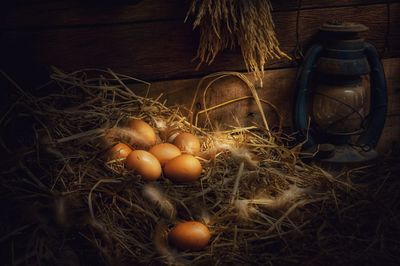 High angle view of eggs on hay