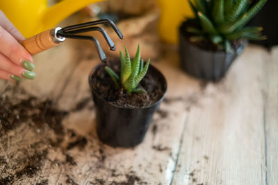 Close-up of potted plant