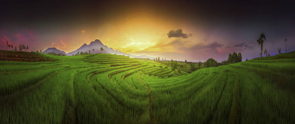 Scenic view of agricultural field against sky during sunset