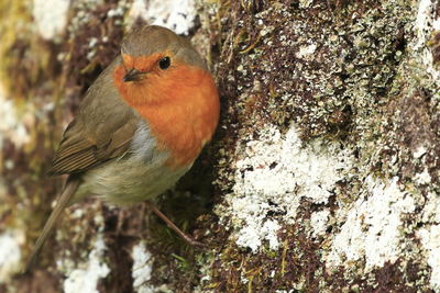 Close-up of bird perching outdoors