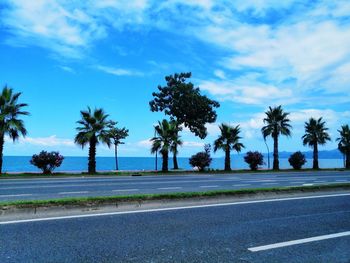 Palm trees by road against blue sky