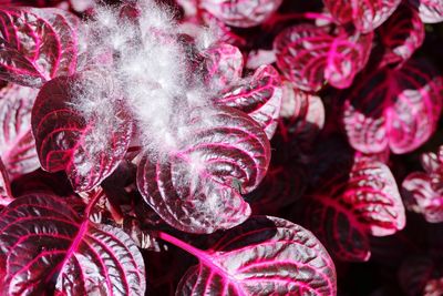 Close-up of pink flowers