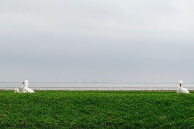 Seagull perching on grassy field by sea against sky