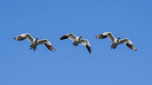 Low angle view of seagulls flying against clear blue sky