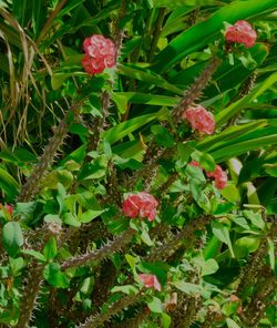 Close-up of red flowers