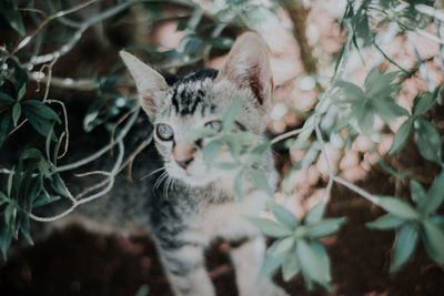 Portrait of a cat