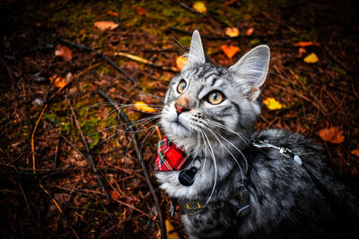 Portrait of a cat on field