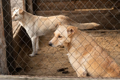 Dog looking through chainlink fence