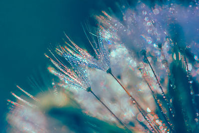 Close-up of water drops on flowering plant