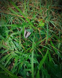 High angle view of insect on grass