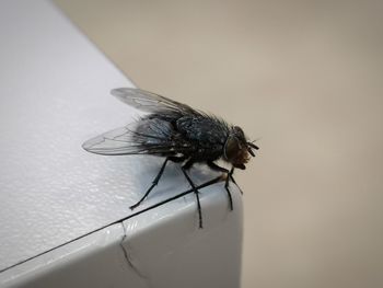 Close-up of fly