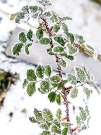 Close-up of snow on plant during winter