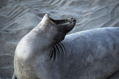 Close-up of sea lion