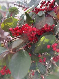 Close-up of berries growing on tree